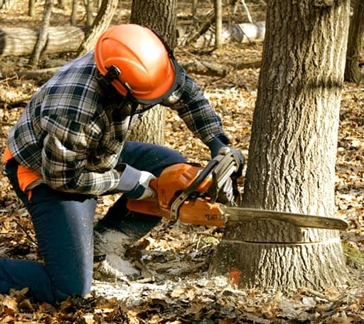 Tree Removal in Sheppton, PA